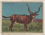 Common Kudu, collector card from the Animals series (D9), issued by the Weber Baking Company to promote Onist Milk and Pullman Bread, Weber Baking Company American, Commercial color lithograph