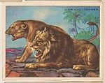Lion and Lioness, collector card from the Animals series (D9), issued by the Weber Baking Company to promote Onist Milk and Pullman Bread, Weber Baking Company American, Commercial color lithograph