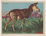 Okapi, collector card from the Animals series (D9), issued by the Weber Baking Company to promote Onist Milk and Pullman Bread, Weber Baking Company American, Commercial color lithograph