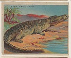 Nile Crocodile, collector card from the Animals series (D9), issued by the Weber Baking Company to promote Onist Milk and Pullman Bread, Weber Baking Company  American, Commercial color lithograph