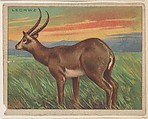 Lechwe, collector card from the Animals series (D9), issued by the Weber Baking Company to promote Onist Milk and Pullman Bread, Weber Baking Company  American, Commercial color lithograph
