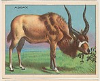 Addax, collector card from the Animals series (D9), issued by the Weber Baking Company to promote Onist Milk and Pullman Bread, Weber Baking Company American, Commercial color lithograph