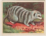 Meerkat, collector card from the Animals series (D9), issued by the Weber Baking Company to promote Onist Milk and Pullman Bread, Weber Baking Company  American, Commercial color lithograph