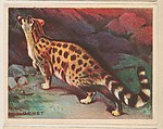 Genet, collector card from the Animals series (D9), issued by the Weber Baking Company to promote Onist Milk and Pullman Bread, Weber Baking Company  American, Commercial color lithograph