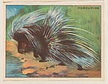 Porcupine, collector card from the Animals series (D9), issued by the Weber Baking Company to promote Onist Milk and Pullman Bread, Weber Baking Company American, Commercial color lithograph