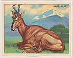 Hartebeest, collector card from the Animals series (D9), issued by the Weber Baking Company to promote Onist Milk and Pullman Bread, Weber Baking Company American, Commercial color lithograph