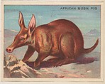 African Bush Pig, collector card from the Animals series (D9), issued by the Weber Baking Company to promote Onist Milk and Pullman Bread, Weber Baking Company American, Commercial color lithograph