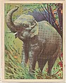 Elephant, collector card from the Animals series (D9), issued by the Weber Baking Company to promote Onist Milk and Pullman Bread, Weber Baking Company  American, Commercial color lithograph