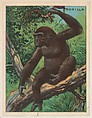 Gorilla, collector card from the Animals series (D9), issued by the Weber Baking Company to promote Onist Milk and Pullman Bread, Weber Baking Company American, Commercial color lithograph