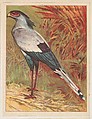 Secretary Vulture, collector card from the Animals series (D9), issued by the Weber Baking Company to promote Onist Milk and Pullman Bread, Weber Baking Company American, Commercial color lithograph