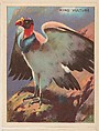 King Vulture, collector card from the Animals series (D9), issued by the Weber Baking Company to promote Onist Milk and Pullman Bread, Weber Baking Company American, Commercial color lithograph