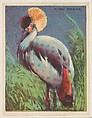 King Crane, collector card from the Animals series (D9), issued by the Weber Baking Company to promote Onist Milk and Pullman Bread, Weber Baking Company American, Commercial color lithograph