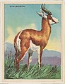 Springbok, collector card from the Animals series (D9), issued by the Weber Baking Company to promote Onist Milk and Pullman Bread, Weber Baking Company  American, Commercial color lithograph