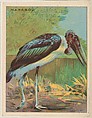 Marabou, collector card from the Animals series (D9), issued by the Weber Baking Company to promote Onist Milk and Pullman Bread, Weber Baking Company American, Commercial color lithograph