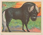Wildebeest, collector card from the Animals series (D9), issued by the Weber Baking Company to promote Onist Milk and Pullman Bread, Weber Baking Company  American, Commercial color lithograph