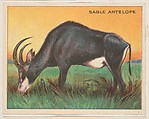 Sable Antelope, collector card from the Animals series (D9), issued by the Weber Baking Company to promote Onist Milk and Pullman Bread, Weber Baking Company American, Commercial color lithograph