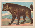 Spotted Hyena, collector card from the Animals series (D9), issued by the Weber Baking Company to promote Onist Milk and Pullman Bread, Weber Baking Company  American, Commercial color lithograph