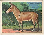 African Wild Ass, collector card from the Animals series (D9), issued by the Weber Baking Company to promote Onist Milk and Pullman Bread, Weber Baking Company  American, Commercial color lithograph