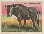 White Bearded Gnu, collector card from the Animals series (D9), issued by the Weber Baking Company to promote Onist Milk and Pullman Bread, Weber Baking Company  American, Commercial color lithograph