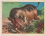 Wart-Hog, collector card from the Animals series (D9), issued by the Weber Baking Company to promote Onist Milk and Pullman Bread, Weber Baking Company  American, Commercial color lithograph