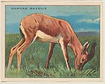 Dorcas Gazelle, collector card from the Animals series (D9), issued by the Weber Baking Company to promote Onist Milk and Pullman Bread, Weber Baking Company  American, Commercial color lithograph