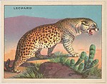 Leopard, collector card from the Animals series (D9), issued by the Weber Baking Company to promote Onist Milk and Pullman Bread, Weber Baking Company American, Commercial color lithograph