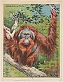 Orangutan, collector card from the Animals series (D9), issued by the Weber Baking Company to promote Onist Milk and Pullman Bread, Weber Baking Company American, Commercial color lithograph