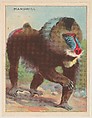 Mandrill, collector card from the Animals series (D9), issued by the Weber Baking Company to promote Onist Milk and Pullman Bread, Weber Baking Company American, Commercial color lithograph