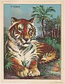 Tiger, collector card from the Animals series (D9), issued by the Weber Baking Company to promote Onist Milk and Pullman Bread, Weber Baking Company American, Commercial color lithograph