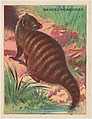 Banded Mongoose, collector card from the Animals series (D9), issued by the Weber Baking Company to promote Onist Milk and Pullman Bread, Weber Baking Company American, Commercial color lithograph