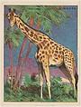 Giraffe, collector card from the Animals series (D9), issued by the Weber Baking Company to promote Onist Milk and Pullman Bread, Weber Baking Company American, Commercial color lithograph