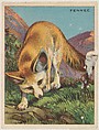 Fennec, collector card from the Animals series (D9), issued by the Weber Baking Company to promote Onist Milk and Pullman Bread, Weber Baking Company  American, Commercial color lithograph