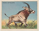 Roan Antelope, collector card from the Animals series (D9), issued by the Weber Baking Company to promote Onist Milk and Pullman Bread, Weber Baking Company  American, Commercial color lithograph