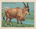 Eland (Antelope), collector card from the Animals series (D9), issued by the Weber Baking Company to promote Onist Milk and Pullman Bread, Weber Baking Company  American, Commercial color lithograph