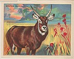Water Buck, collector card from the Animals series (D9), issued by the Weber Baking Company to promote Onist Milk and Pullman Bread, Weber Baking Company  American, Commercial color lithograph
