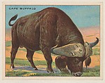 Cape Buffalo, collector card from the Animals series (D9), issued by the Weber Baking Company to promote Onist Milk and Pullman Bread, Weber Baking Company  American, Commercial color lithograph