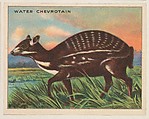 Water Chevrotain, collector card from the Animals series (D9), issued by the Weber Baking Company to promote Onist Milk and Pullman Bread, Weber Baking Company  American, Commercial color lithograph