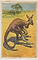 Kangaroo, collector card from the Animal's Pictures series (D12), issued by Roulstons Bread, Roulstons Bread American, Commercial color lithograph