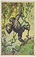 Orang-Utan, collector card from the Animal's Pictures series (D12), issued by Roulstons Bread, Roulstons Bread American, Commercial color lithograph