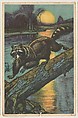 Raccoon, collector card from the Animal's Pictures series (D12), issued by Roulstons Bread, Roulstons Bread American, Commercial color lithograph