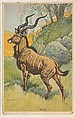 Kudu, collector card from the Animal's Pictures series (D12), issued by Roulstons Bread, Roulstons Bread American, Commercial color lithograph