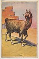Llama, collector card from the Animal's Pictures series (D12), issued by Roulstons Bread, Roulstons Bread American, Commercial color lithograph