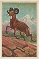 Mountain Sheep, collector card from the Animal's Pictures series (D12), issued by Roulstons Bread, Roulstons Bread American, Commercial color lithograph