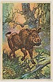Wild Boar, collector card from the Animal's Pictures series (D12), issued by Roulstons Bread, Roulstons Bread American, Commercial color lithograph