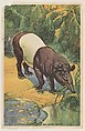 Malayan Tapir, collector card from the Animal's Pictures series (D12), issued by Roulstons Bread, Roulstons Bread American, Commercial color lithograph