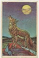 Coyotte, collector card from the Animal's Pictures series (D12), issued by Roulstons Bread, Roulstons Bread American, Commercial color lithograph