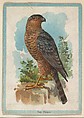 The Hawk, collector card from the Birds and Animals series (D15), issued by the Schulze Baking Company, Schulze Baking Company  American, Commercial color lithograph