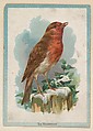The Redbreast, collector card from the Birds and Animals series (D15), issued by the Schulze Baking Company, Schulze Baking Company  American, Commercial color lithograph