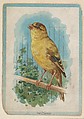 The Canary, collector card from the Birds and Animals series (D15), issued by the Schulze Baking Company, Schulze Baking Company  American, Commercial color lithograph