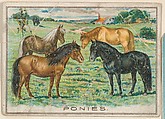 Ponies, collector card from the Birds and Animals series (D15), issued by the Schulze Baking Company, Schulze Baking Company  American, Commercial color lithograph